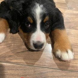 Aussiedoodles, Bernedoodles, and Bernese Mountain Dogs from Lost Coast Bernese Mountain Dogs