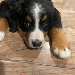 Aussiedoodles, Bernedoodles, and Bernese Mountain Dogs from Lost Coast Bernese Mountain Dogs
