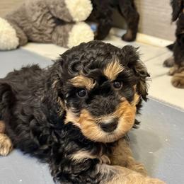 Rose - Phantom female Goldendoodle puppy in Columbus, Montana from Comfort Doodle