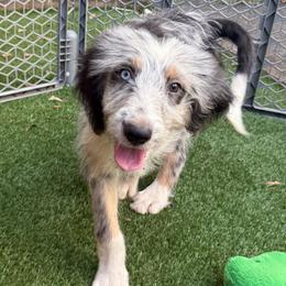 Carol (Captain Marvel) - female Australian Mountain Doodle puppy in Williamston, South Carolina from Sassy Bob’s Dogs