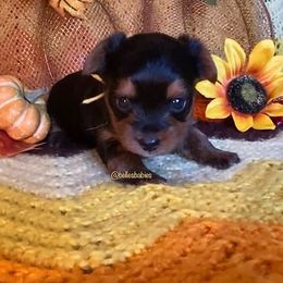 Yorkshire Terrier Puppies from Belle's Yorkie Babies