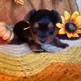Yorkshire Terrier Puppies from Belle's Yorkie Babies