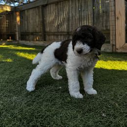 Poodle Puppies from Lollipop R Poodles