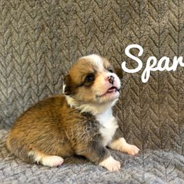 Bell - Sable female Pembroke Welsh Corgi puppy in Berne, New York from At Ease Acres
