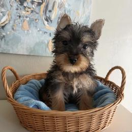 Yorkshire Terrier puppies from Everyonelovesyorkies