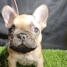 No name - Fawn male French Bulldog puppy in Nashville, Tennessee from Jesssica's Frenchies
