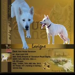 Berger Blanc Suisse All Grown Up from Direwolves Berger Blanc Suisse
