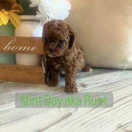 Mint aka Runt - Chocolate male Cavapoo puppy in Orangeville, Utah from Julie Chandler