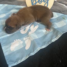 Boy 3 - Fawn male Boxer puppy in Lakeland, Florida from Cote's Boxers