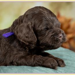 Fiona - Brown and tan female Cockapoo puppy in Connersville, Indiana from Deaz Doodle Ranch