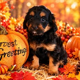 Nutella - Black and tan female Cavapoo puppy in Myrtle Beach, South Carolina from Colorful-K9'S