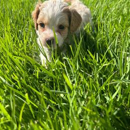 Dodger - Red and white male Cockapoo puppy in Elgin, Texas from Good Grief Doodles