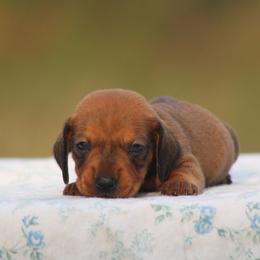 Redwood - Red male Dachshund puppy in Okeechobee, Florida from Far Far Away Dachshunds