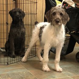 Assorted Doodle Crosses Puppies from Oodles of Kisses' Great DaNoodles