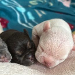Bulldog and French Bulldog Puppies from Jhuntfrenchies