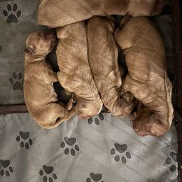 Girl 3 - Dark golden female Golden Retriever puppy in Arizona from Golden Penny AZ