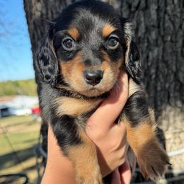 Chestnut - Black and tan male Dachshund puppy in Mansfield, Missouri from Owens Farm