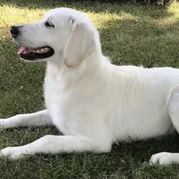 Golden Retrievers from West KY Goldens