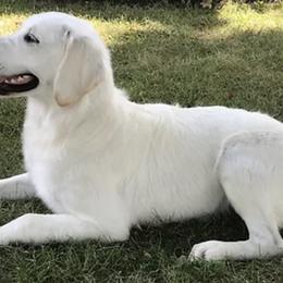 Golden Retrievers from West KY Goldens
