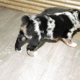 Australian Shepherd Puppies from 4 Aces Aussies