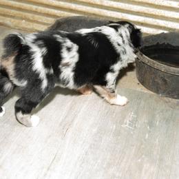 Australian Shepherd Puppies from 4 Aces Aussies