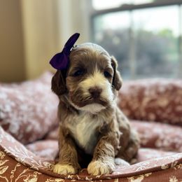 Autumn - Red female Australian Labradoodle puppy in Summerfield, North Carolina from Four Oaks Labradoodles