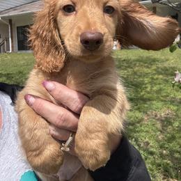 Skyler - Red male Dachshund puppy in Bentonville, Arkansas from T & D Dachshunds by design