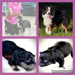 Toy Australian Shepherd puppies from 6C Aussies