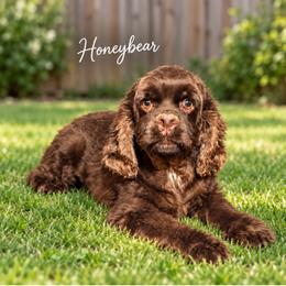Honeybear - Cocker Spaniel