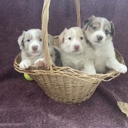 Border Collie Puppies from Collie Wood Hills