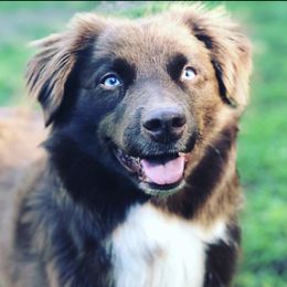 Pemi  - Australian Shepherd
