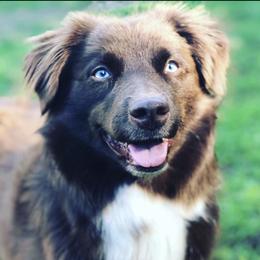 Pemi  - Australian Shepherd