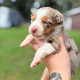 Copper ASDR - Red merle male Miniature Australian Shepherd puppy in Polk City, Florida from Skaky Shepherds