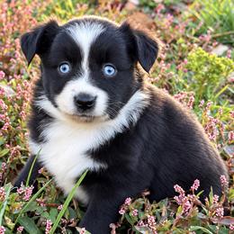 Winchester AKA Winnie - Black & white female Toy Australian Shepherd puppy in Leitchfield, Kentucky from Legendmaker MAS