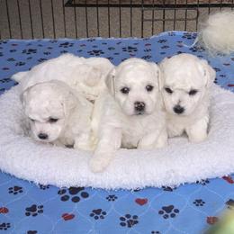 Bichon Frise puppies from Almaza Bichons