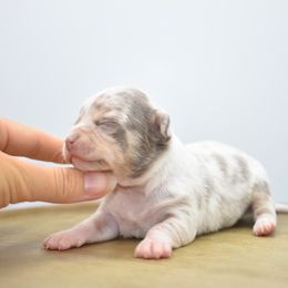 Gypsy - Merle female Chihuahua puppy in Bulls Gap, Tennessee from Smokey Mountain Chihuahuas