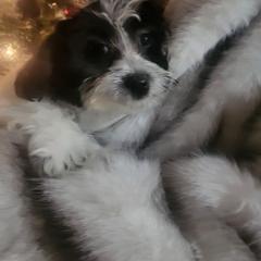 Icon - Black and white male Shorkie puppy in Boca Raton, Florida from Tina-Marie's Pups