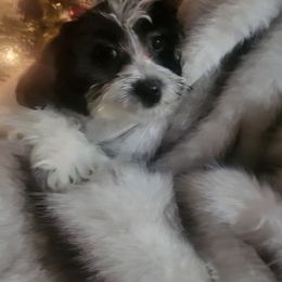Icon - Black and white male Shorkie puppy in Boca Raton, Florida from Tina-Marie's Pups