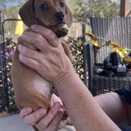 Blue boy - Red male Dachshund puppy in Brooksville, Florida from Ween Acres