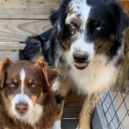 Australian Shepherds from Happy Trails Farm Aussies