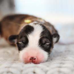 Yellow - White and fawn female Pembroke Welsh Corgi puppy in Mona, Utah from Sorensen Corgis