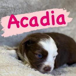 Acadia - Red tri female Miniature Australian Shepherd puppy in South Central, Pennsylvania from Windy Hills Mini Aussies & Doodles