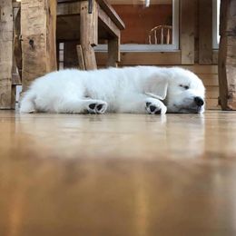 Golden Retriever Puppies from Fox Ridge English Golden Retrievers