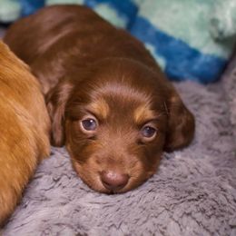 Reeses - Chocolate male Dachshund puppy in North Reading, Massachusetts from The Well Tempered Dachshund
