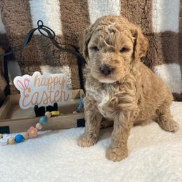Eenie - Apricot female Goldendoodle puppy in White Pigeon, Michigan from Delaryedoodles
