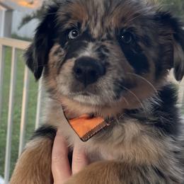 Speckles - Blue merle female Australian Shepherd puppy in Hopewell, Virginia from Sarah's Australian Shepherds