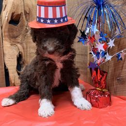 Tootsie - Brown and white female Aussiedoodle puppy in Lavonia, Georgia from H & A Kennels