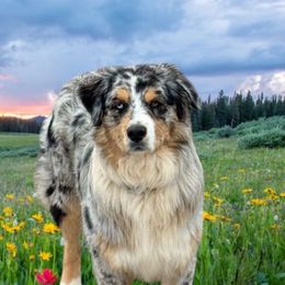 Remi - Australian Shepherd