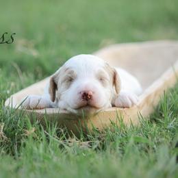 Jess - White male Bernedoodle puppy in Longview, Texas from Furry Tail Doodles