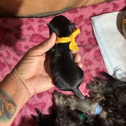 Yellow collar - Black male Shih Tzu puppy in Kosciusko, Mississippi from The Dog House LLC